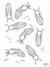 Termites Coloring Pages Termite Subterranean Formosan African Template Coloringbay sketch template