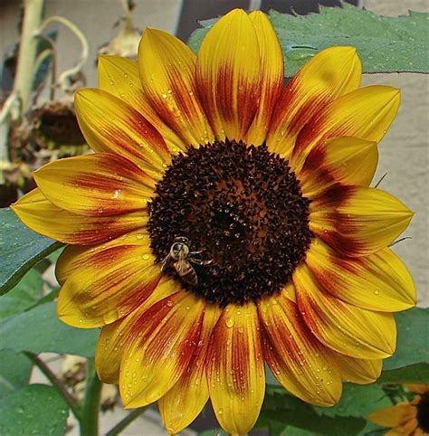 sunflower  types  sunflowers  science