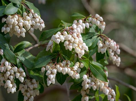andromeda plant info learn  pieris japonica growing conditions