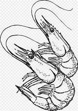 Shrimp Udang Camaron Sketsa Pngtree Cipta Hak Lisensi Tingkatkan Sederhana Tersedia Penggunaan Dapatkan Otorisasi Sekarang Komersial sketch template