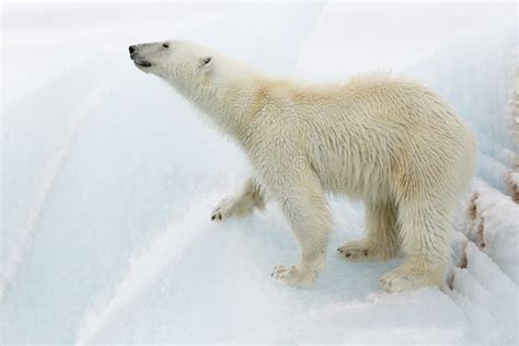 polar bear  iceberg stock image image  wildlife