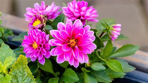enhance  space    beautiful flowers   vibrant summer
