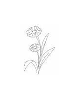 Coloring Cornflower Bluebottle Bunch Pag Pages sketch template