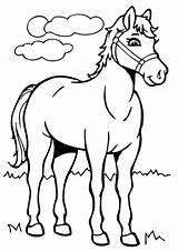 Saddlebred American Horse Coloring Categories sketch template