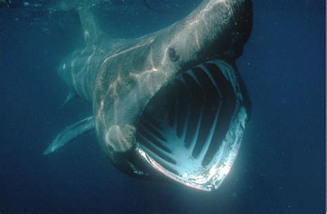 vor daenemark acht meter grosser riesenhai  der nordsee gesichtet