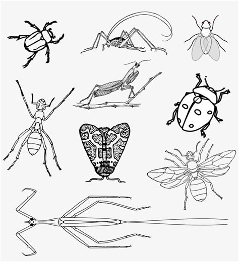 insects bugs beetle realistic bugs coloring page transparent png