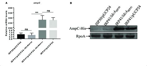 mechanism  increased mrna levels  ampc  irp  relative  scientific diagram