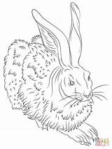 Albrecht Durer Coloring Hare Pages Young Dürer Hase Feldhase Drawing Ausmalbild Malvorlage Von Line Ostern Zum Ausmalbilder Malvorlagen Ausdrucken Dibujo sketch template