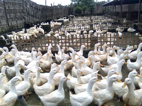 peternakan bebek itik menjadi milyarder  alternatif pakan azolla