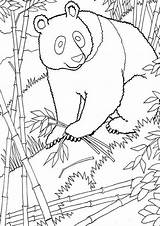 Kleurplaat Kleurplaten Ausmalbilder Mammals Pandabeer Fu Kung Tulamama Malvorlage Topkleurplaat Stimmen Stemmen sketch template