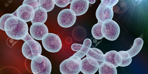 What You Need To Know About Candida Albicans Reviews Of
