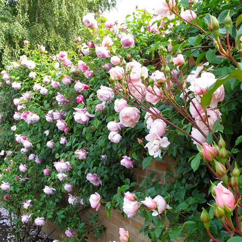 pink english climbing roses flickr photo sharing