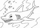 Shark Coloring Whale Pages Printable Tiger sketch template