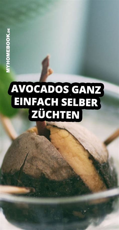 Avocado Züchten Zwei Methoden Mit Denen Es Gelingt Avocado Züchten