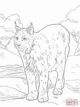 Coloring Pages Lynx Bobcat Eurasian Colorings Drawing Caracal Getdrawings Board Printable Linx Steer Color Getcolorings Animals Galleryhip Choose Sites sketch template