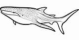 Shark Whale Coloring Pages Printable Print Color Getcolorings sketch template