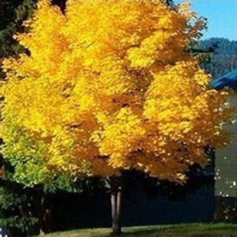 pcspack yellow maple tree  seed home garden norway maple gold