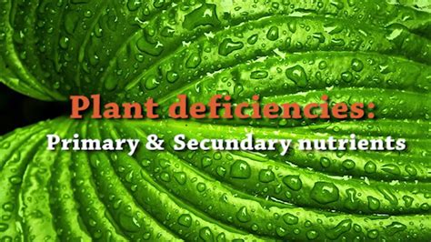 plant deficiencies youtube