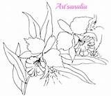 Orquideas Desenhos sketch template