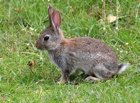 rabbits habits diet  facts  science