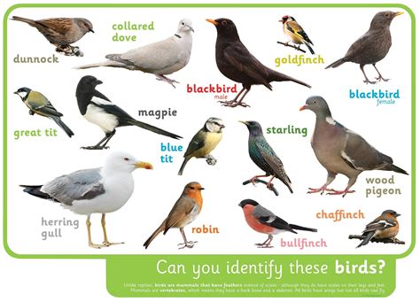 identify  birds