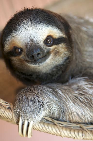 cutest deadly sin sloth alternative control