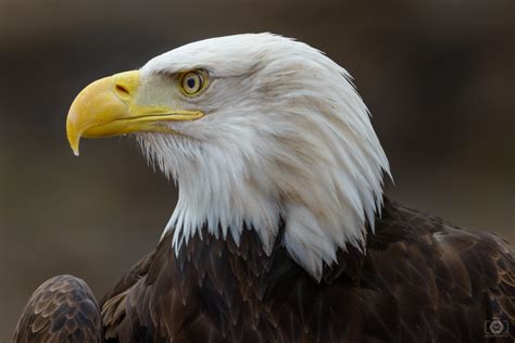 bald eagle head background high quality  backgrounds