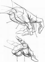 Hands Loomis Hand Head Andrew Drawing Structures Anatomy Forms Dibujo Pdf Human Getdrawings Palm Drawings Body Painting Moda Joshua Nava sketch template