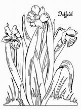 Daffodil Narzisse Daffodils Ausmalbild Getcolorings sketch template