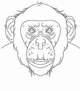 Chimpanzee Coloring Pages Color Chimp Face Print Printable Sheet Animals Kids Animal Getdrawings Getcolorings Popular Bestcoloringpagesforkids sketch template
