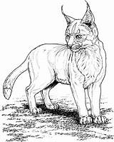 Lynx Coloring Pages sketch template