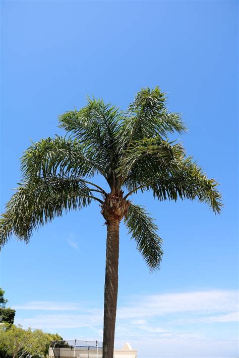 queen palm tree information tips  caring  queen palms