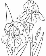 Iris Hibiscus Storczyki Kolorowanki Getdrawings Irises Bearded sketch template
