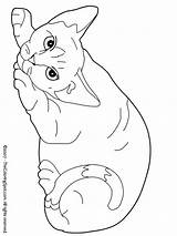 Coloring Cat Pages Cats Rex Devon Printable Color Kids Animals Print Fluffy Colouring Printables Drawings Colors Animal Drawing Sheets Getcolorings sketch template