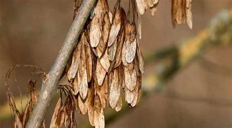 ash trees types bark  leaves identification guide pictures