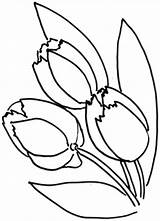 Tulips Fringed Harvest Lovely Coloring Ready sketch template