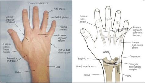 wrist anatomy musculoskeletal ultrasoundupper extremities