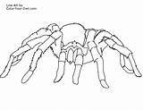 Coloring Tarantula Spider Printable Pages Print Color Click Browser Inch Then Paper sketch template