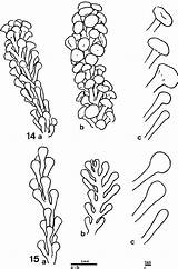Caulerpa Racemosa Upright Branchlets Turbinata Uvifera sketch template