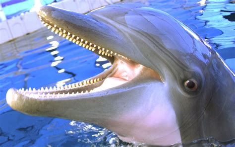 teeth dolphins   sea dolphin sounds