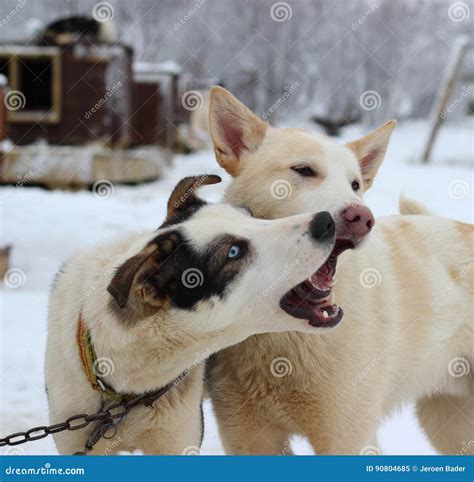 alaskan husky sled dogs stock image image  dogs scandinavia