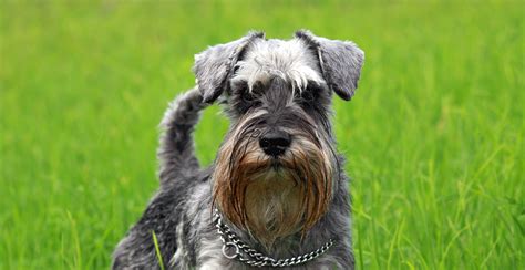 miniature schnauzer dog breed information breed advisor