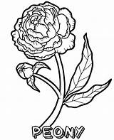 Coloring Peony Flower Flowers Pages Topcoloringpages Print sketch template