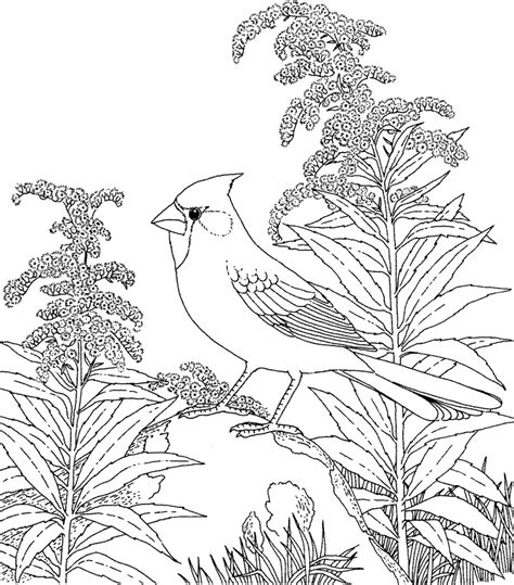 coloring pages  backyard birds bird coloring pages flower coloring