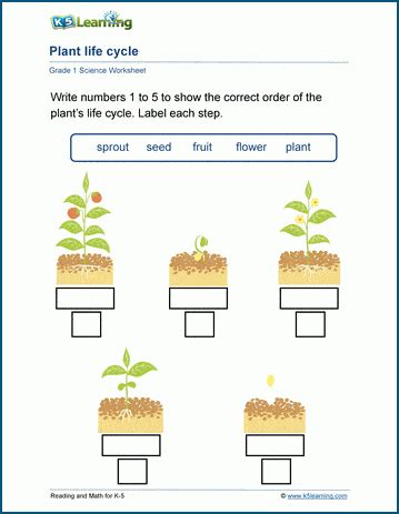 plant life cycle worksheet  learning