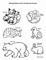 Forest Animals Coloring Deciduous Baby Pages Pdf Getdrawings sketch template