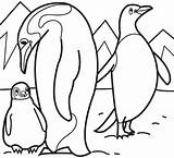 Coloring Penguin Pages Antarctica Penguins Template Printable Feet Happy Animal Cartoon Realistic Baby Color Templates Kids Print Adelie King Family sketch template