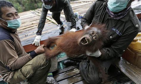 Orangutans Given New Life After Forest Fires In Indonesia With Rescue