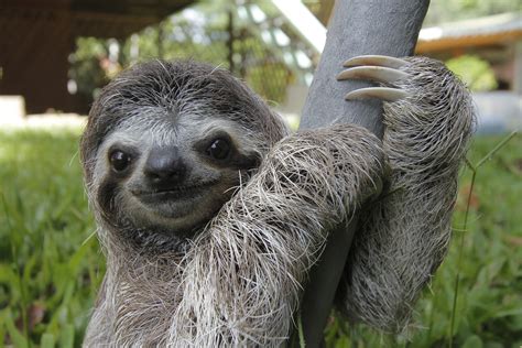 sloth week   sloths    slothy slothiness metro news