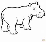 Hippo Coloring Drawing Outline Pages Hippopotamus Easy Baby Kids Cartoon Online Printable Colouring Color Paintingvalley Supercoloring Drawings Getcolorings Getdrawings Cute sketch template